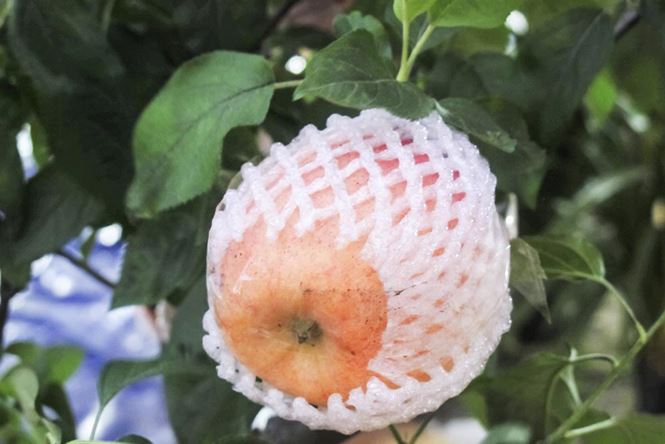 7 triệu một cây táo chơi Tết ở Hà Nội